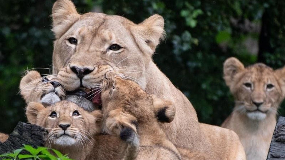 Petra Friedrich petra friedrich zoo leipzig todesursache: im Zoo Leipzig